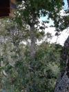 Arbre de pose