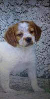 Chiot
