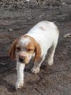 Chiot