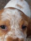 Chiot