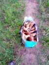 Champignon