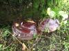 Champignon Quercus
