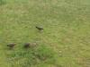petits oiseaux