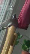Oiseaux trouve