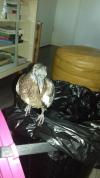 Oiseau trouvé