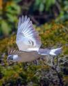 pigeon la suite