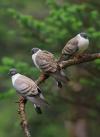 Qui peut me dire le nom de cette race de pigeon?