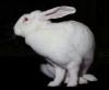 Lapin géant du bouscat