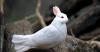 Nouvelle race de pigeons pose assurée