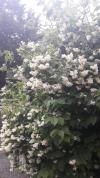 Le jasmin est là