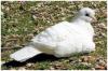 Jeune biset blanc