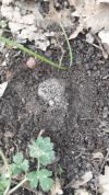Truffes d été (T. Aestivum)