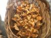 Girolles