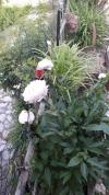 Pivoines