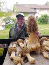 Morilles