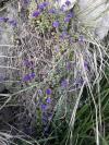 Aubriette ?