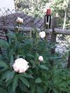 Pivoines blanches et rose.