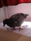 Jeune pigeon malade