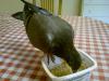 piou