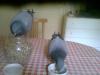 piou et popol