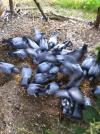 pigeons