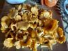 Girolles