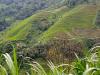 Plantation