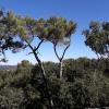 Taille des arbres