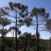 Taille des arbres