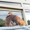 Poussin