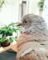 Hehe c'est mon Poussin