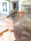Photo Poussin