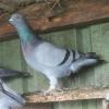 Pigeon dispo