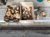 Champignons en attendant les palombes