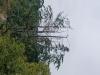 Arbre de pose