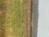 Grues