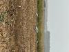 Grues
