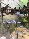 Av Pigeons