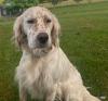 Chien perdu