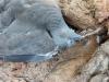 Maladie pigeons palombes