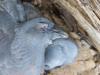 Maladie pigeons palombes