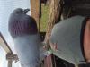 Pigeons élevé à la seringue