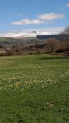 Jonquilles
