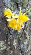 Re jonquilles