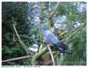 Male colombin