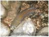 Grosse Fario du Cantal - 50cm - nokill