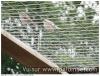 moineau domestique a domination blanche