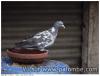 palombe a pigmentation blanche aout 2014