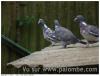 palombe a pigmentation blanche aout 2014