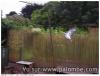 palombe a pigmentation blanche aout 2014